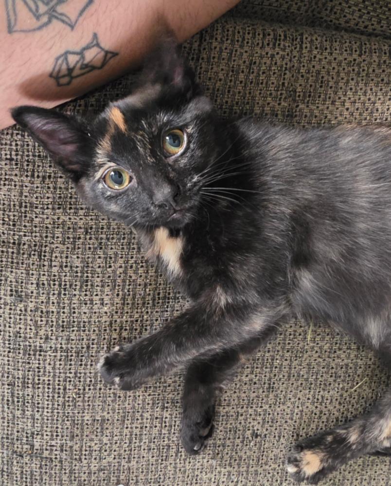 Enlarge Jupiter, a Adoptable mixed breed in Plymouth, MI image 4/5