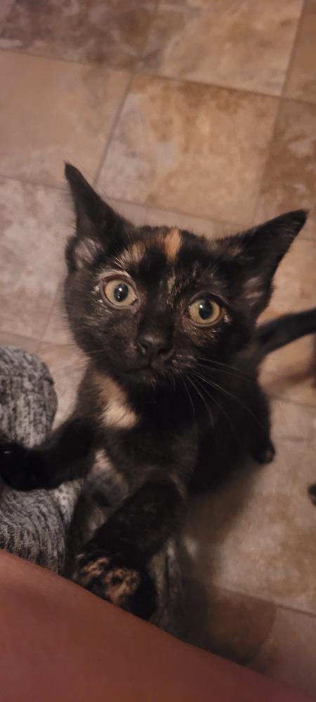 Enlarge Jupiter, a Adoptable mixed breed in Plymouth, MI image 5/5