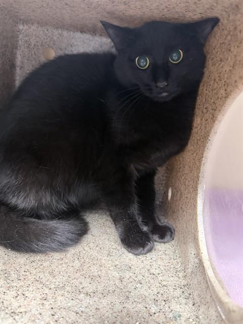 Enlarge DILL, a Adoptable Domestic Short Hair in Lincolnton, NC image 1/1