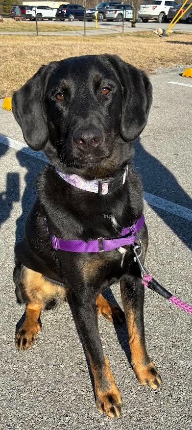 CoCo, Adoptable, Adult Female Bernese Mountain Dog & Labrador Retriever.