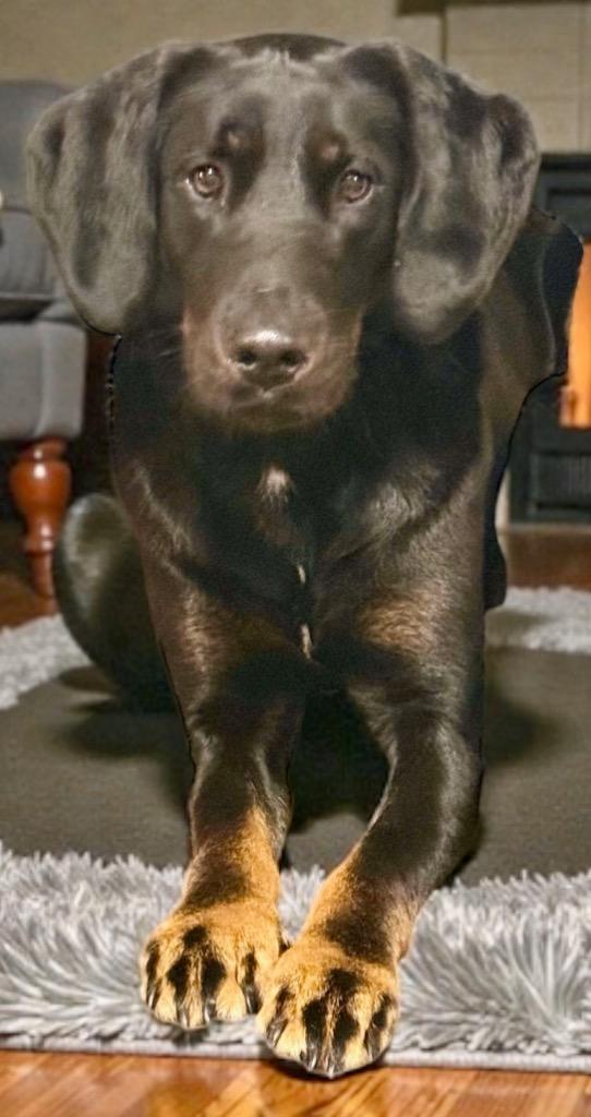 Enlarge CoCo, a Adoptable mixed breed in Crossville, TN image 2/6