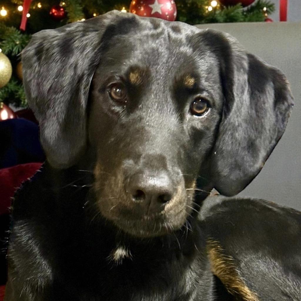 Enlarge CoCo, a Adoptable mixed breed in Crossville, TN image 4/6