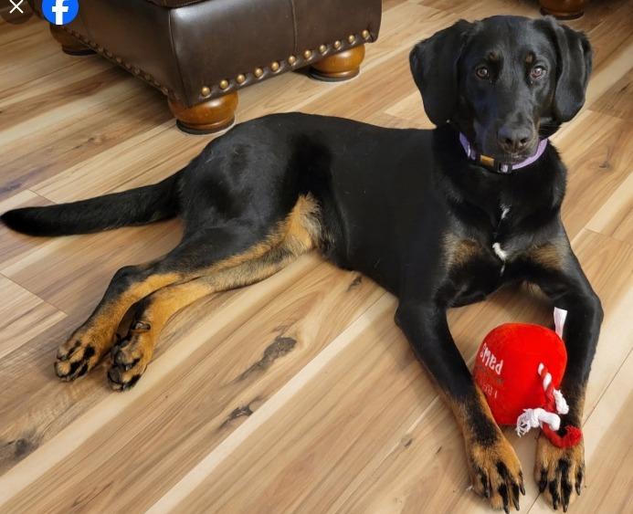 Enlarge CoCo, a Adoptable mixed breed in Crossville, TN image 5/6