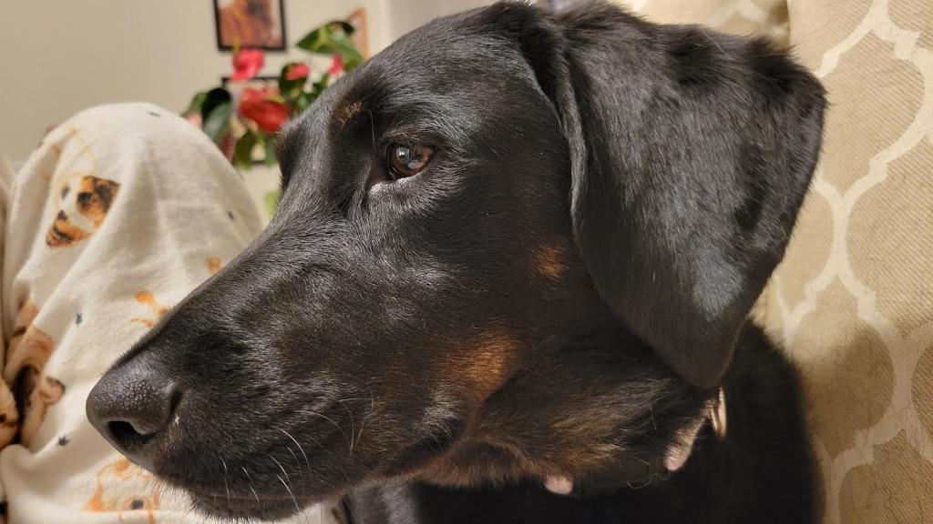 Enlarge CoCo, a Adoptable mixed breed in Crossville, TN image 6/6