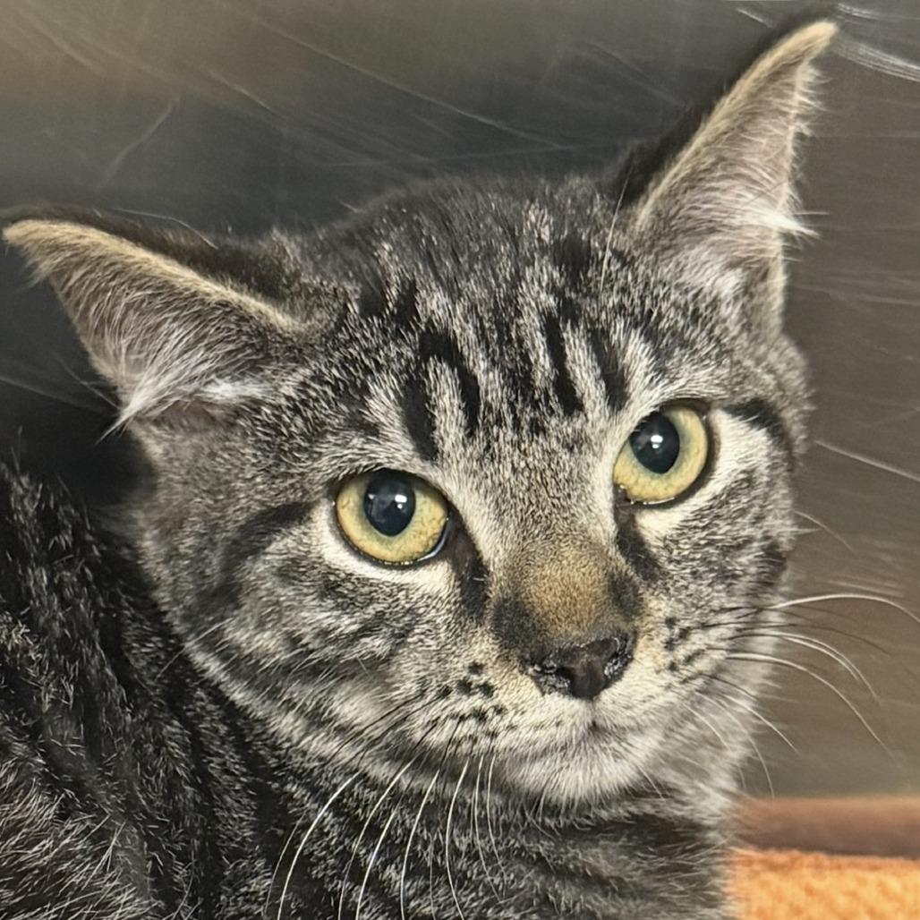 Carmello, Adoptable, Kitten Female Domestic Short Hair.