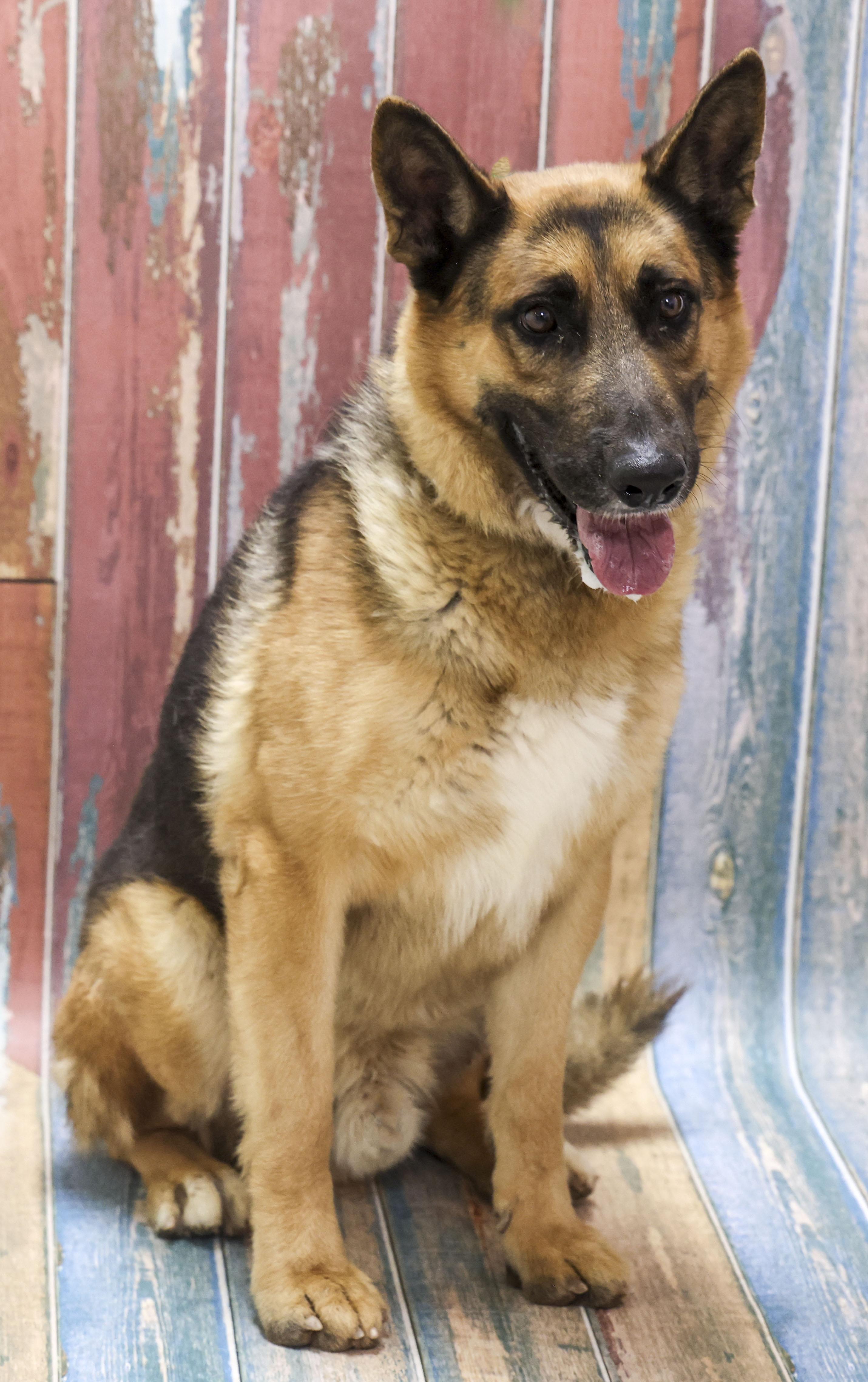 Charger, a Adoptable German Shepherd Dog in Casa Grande, AZ image 2/3