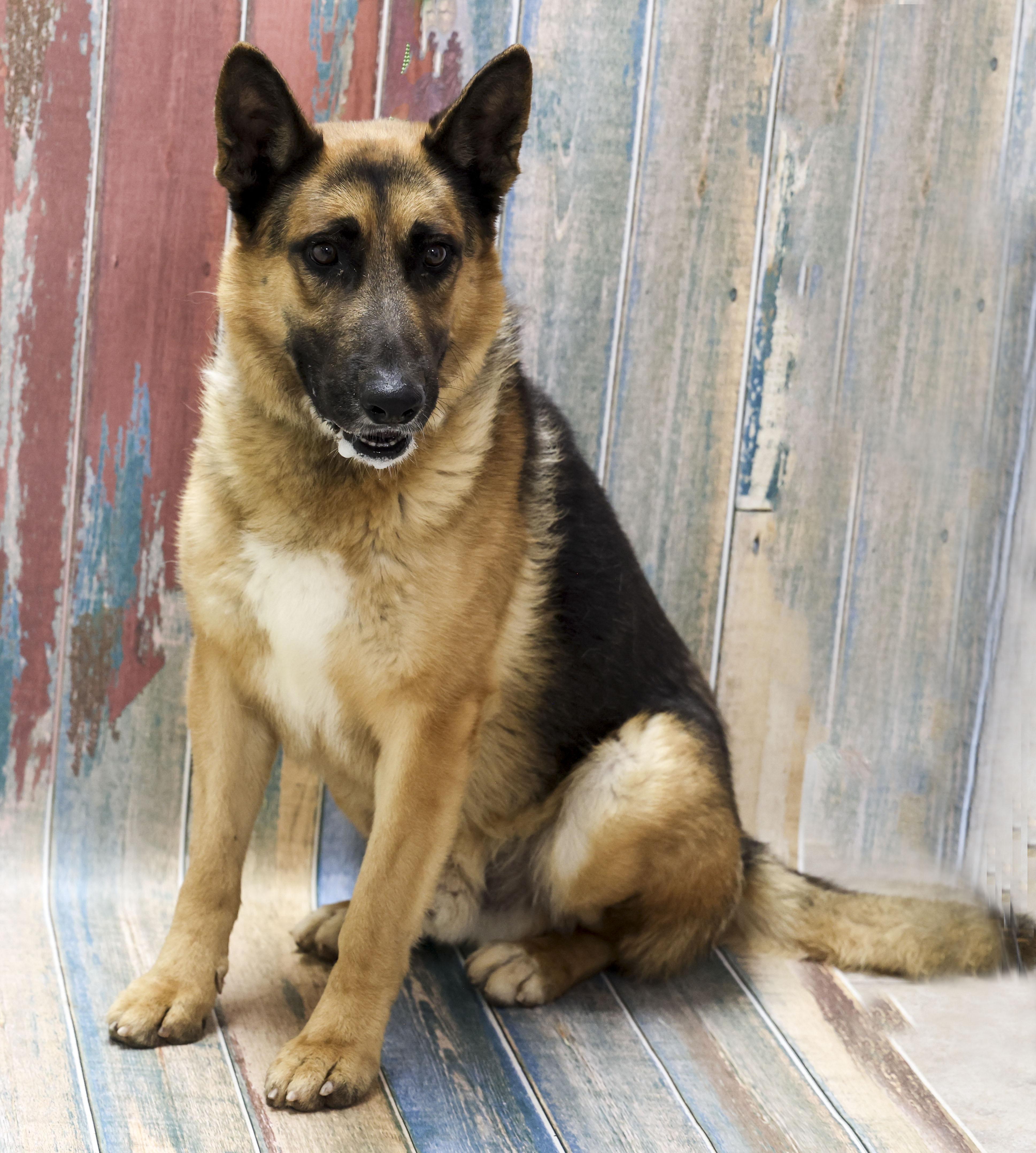 Charger, a Adoptable German Shepherd Dog in Casa Grande, AZ image 3/3