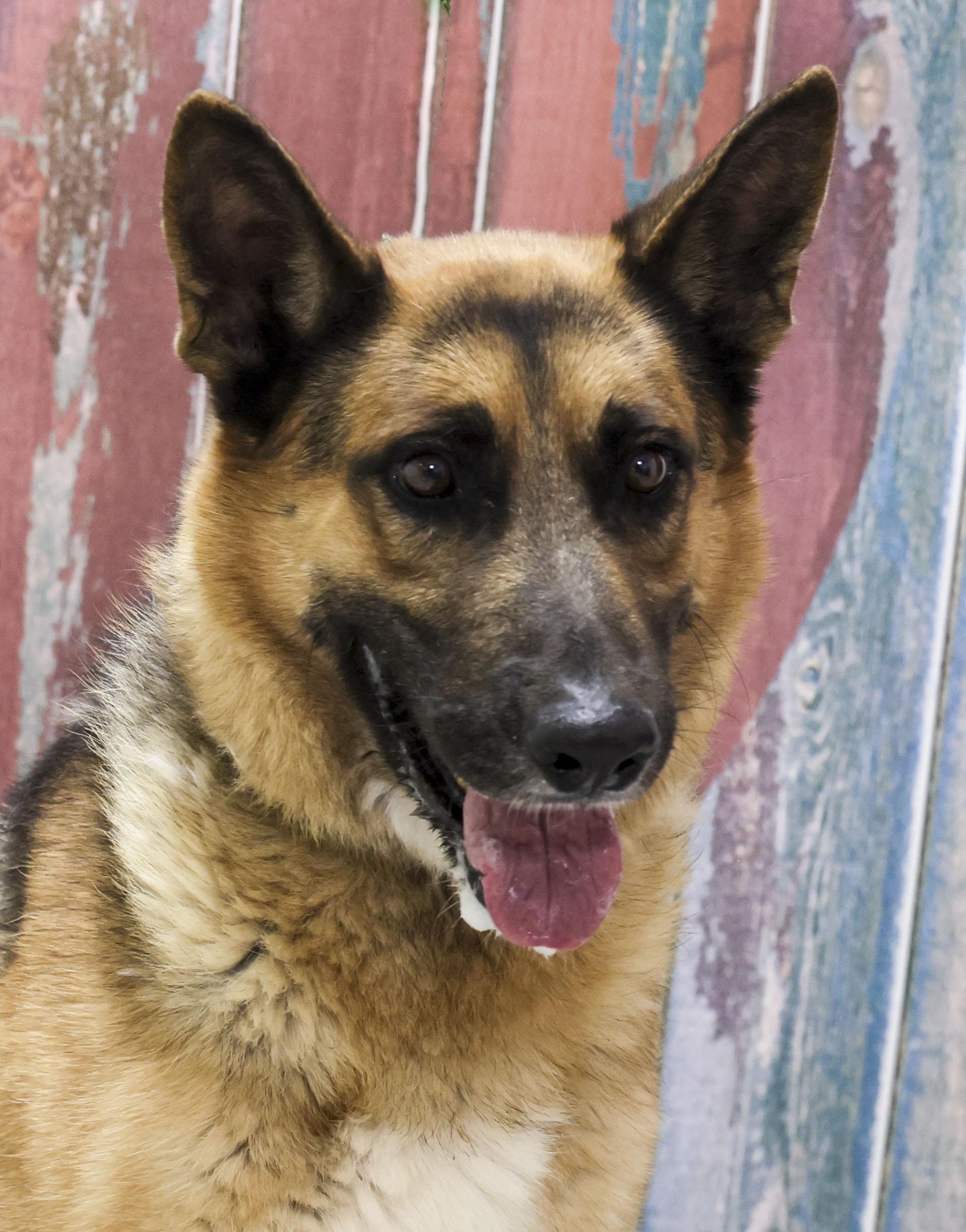 Charger, Adoptable, Adult Male German Shepherd Dog.