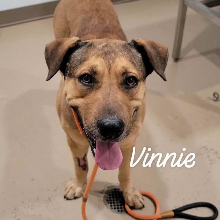 Enlarge Vinnie, a Adoptable mixed breed in Buchanan Dam, TX image 1/2