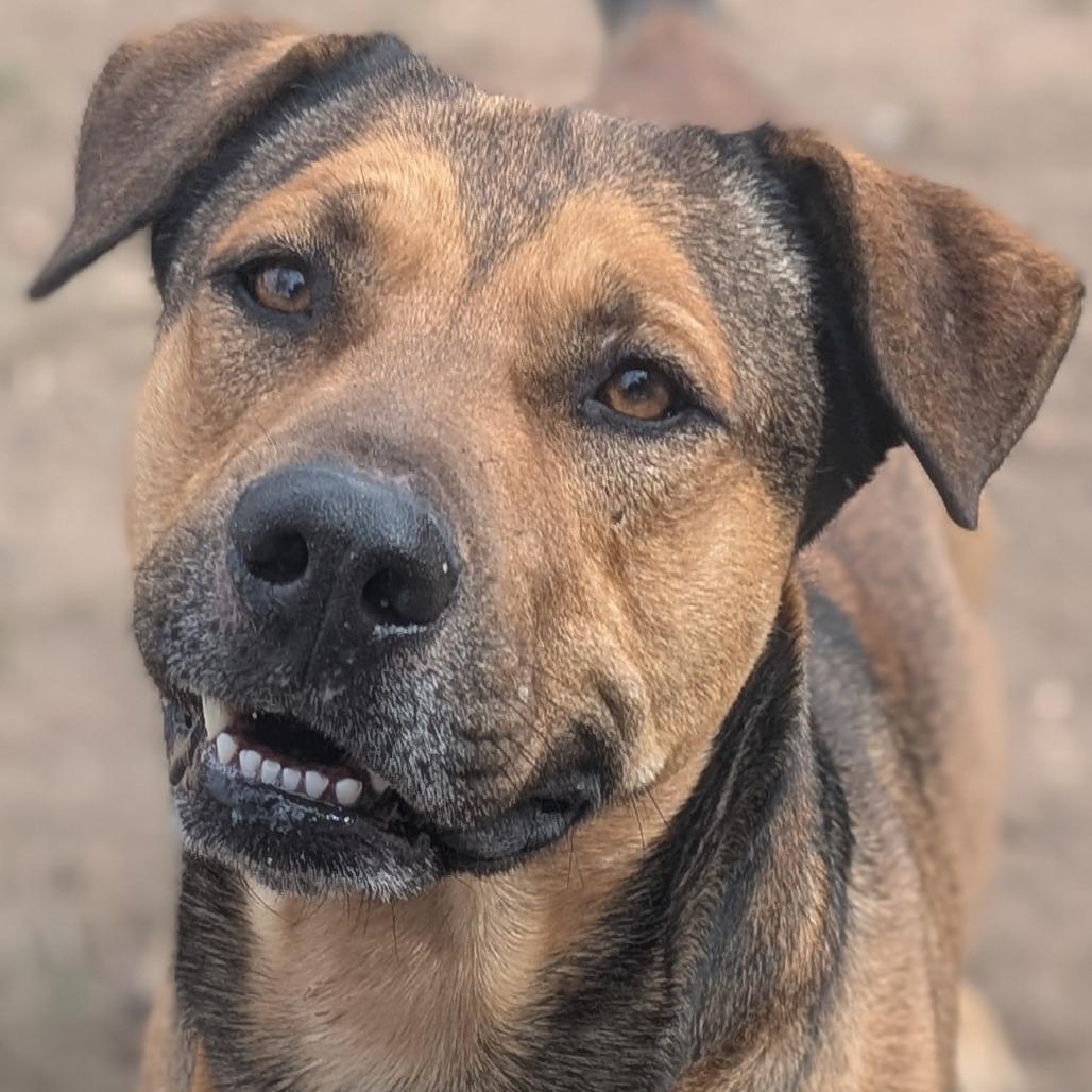 Enlarge Vinnie, a Adoptable mixed breed in Buchanan Dam, TX image 2/2