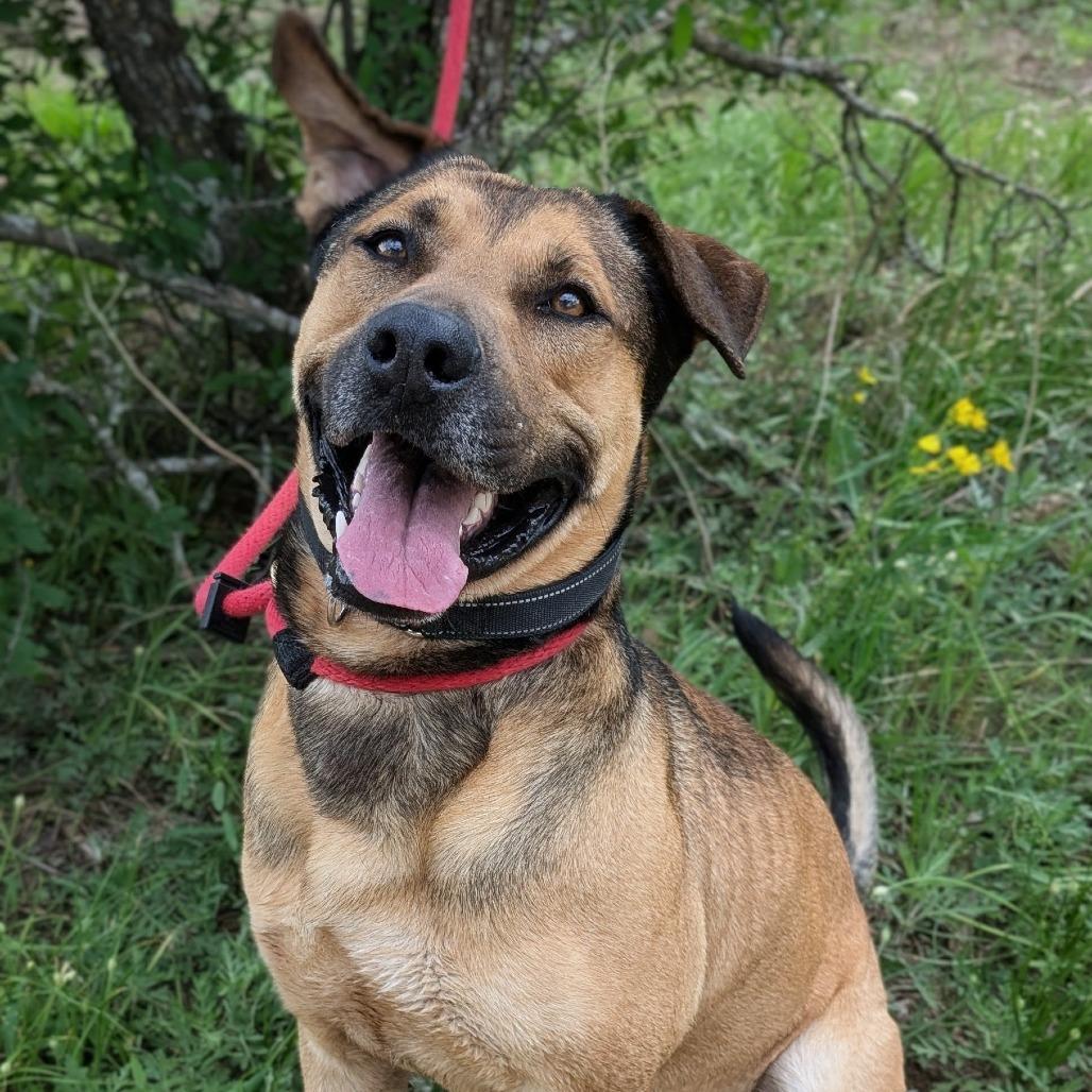 Enlarge Vinnie, a Adoptable mixed breed in Buchanan Dam, TX image 3/6