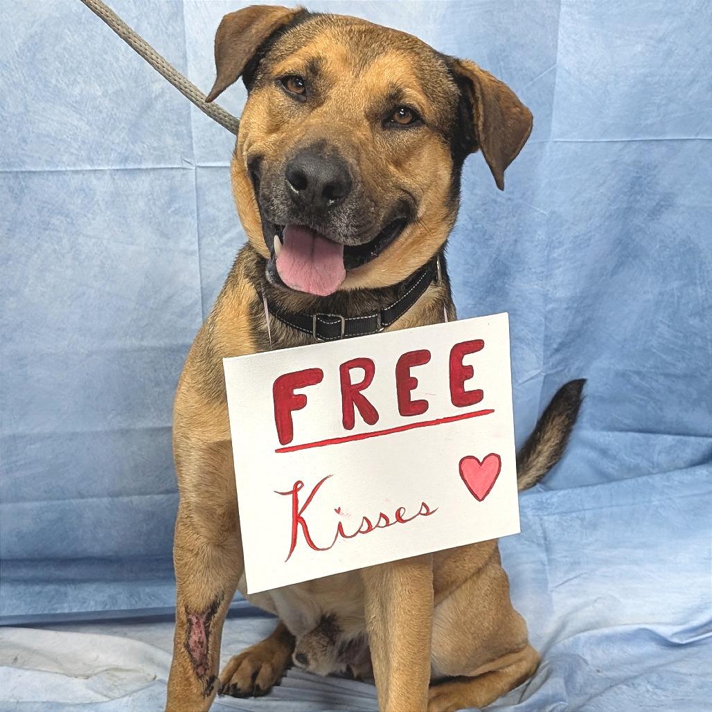 Enlarge Vinnie, a Adoptable mixed breed in Buchanan Dam, TX image 4/6
