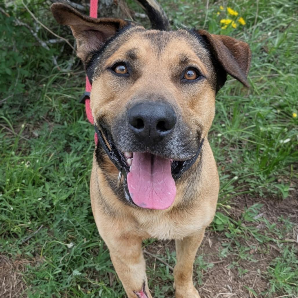 Enlarge Vinnie, a Adoptable mixed breed in Buchanan Dam, TX image 5/6