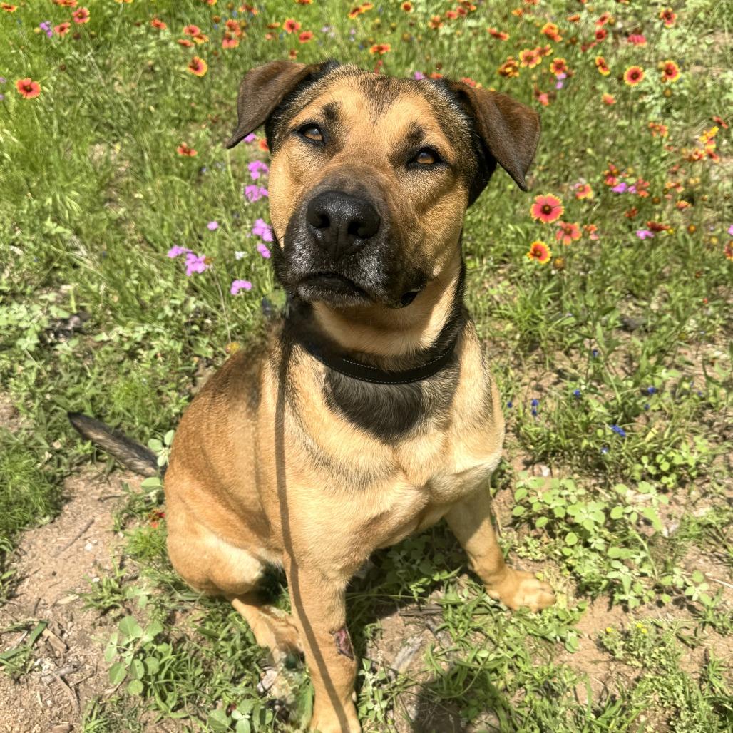 Enlarge Vinnie, a Adoptable mixed breed in Buchanan Dam, TX image 5/6