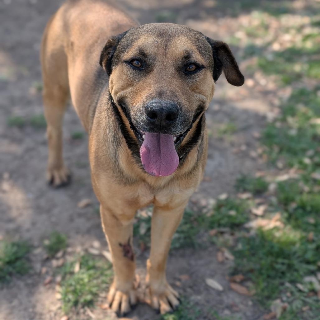Enlarge Vinnie, a Adoptable mixed breed in Buchanan Dam, TX image 3/3
