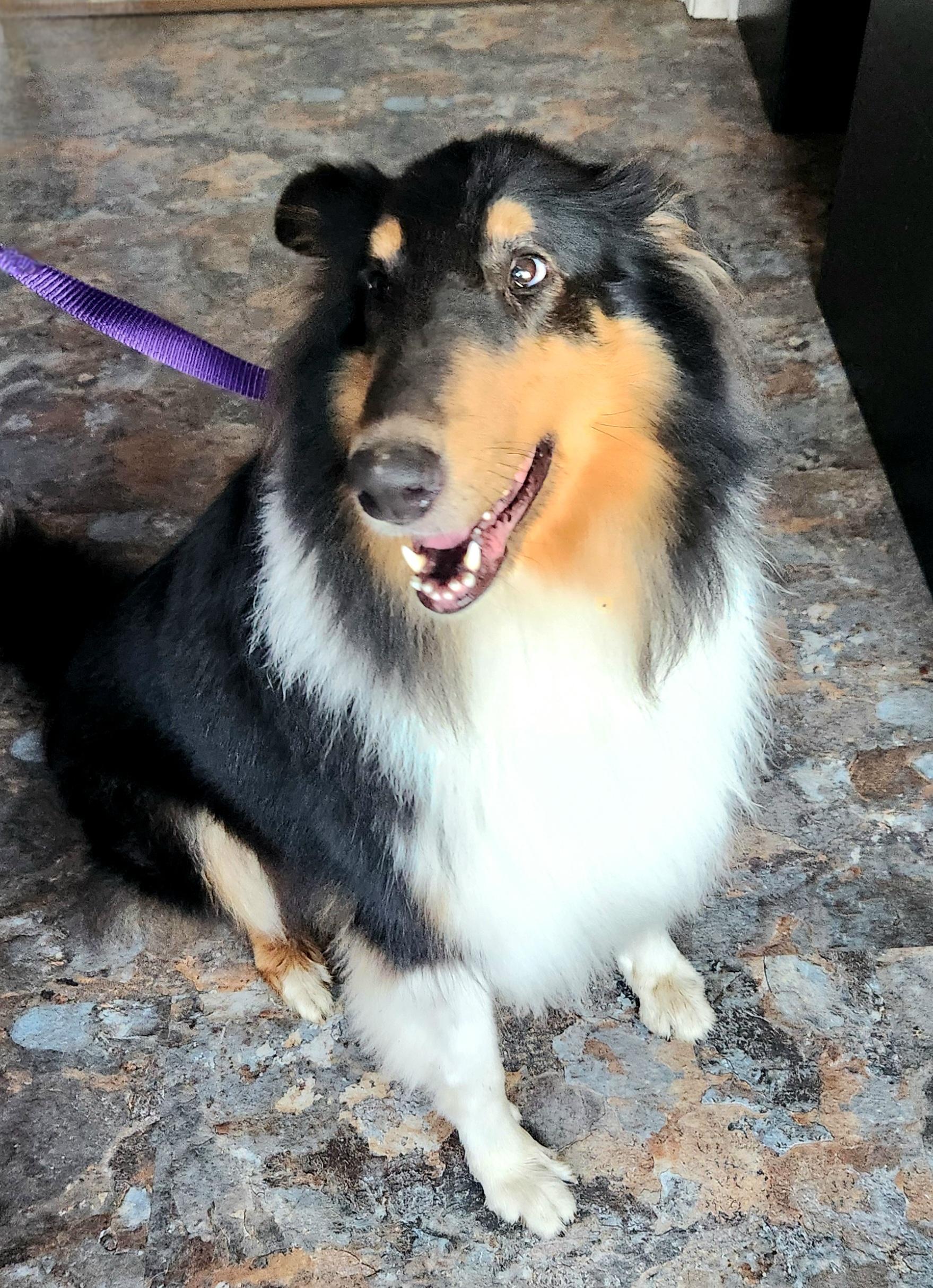 Britney, a Adoptable Rough Collie in Elyria, OH image 2/6