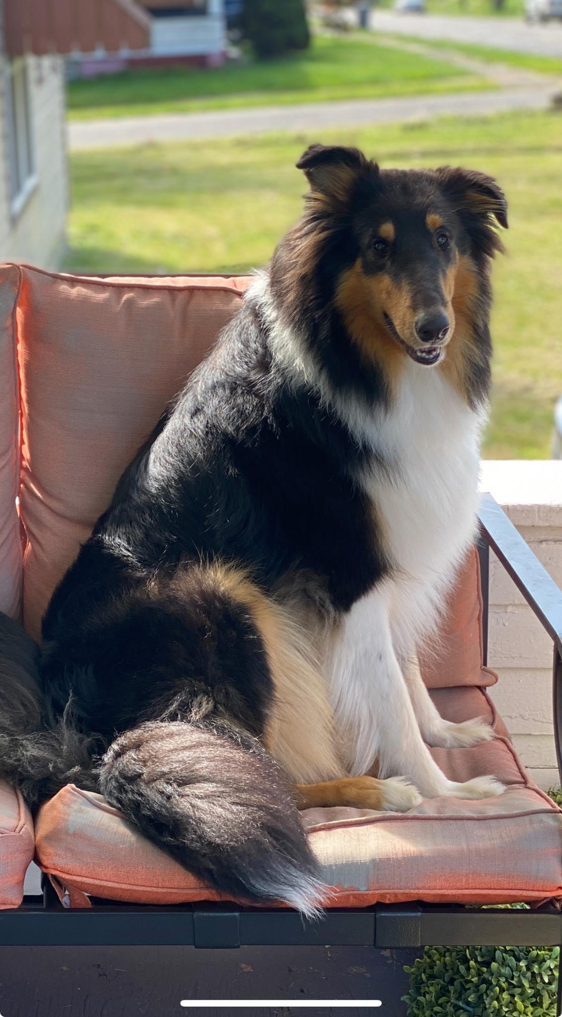 Enlarge Britney, a Adoptable Rough Collie in Elyria, OH image 2/5