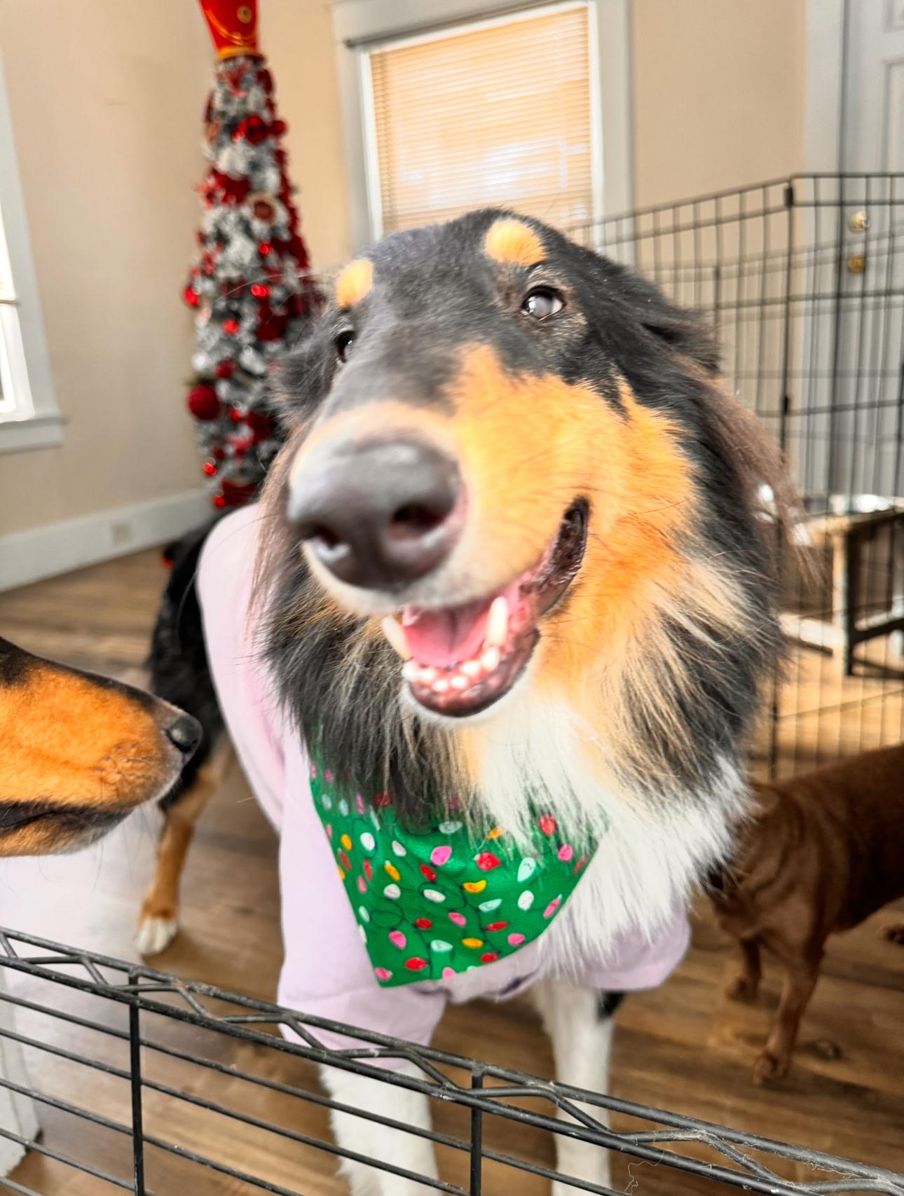 Enlarge Britney, a Adoptable Rough Collie in Elyria, OH image 5/5