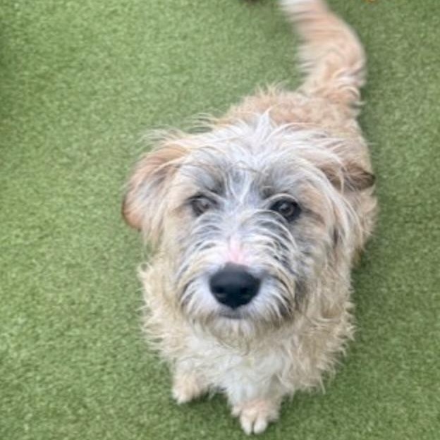 Portland thumbnail 6