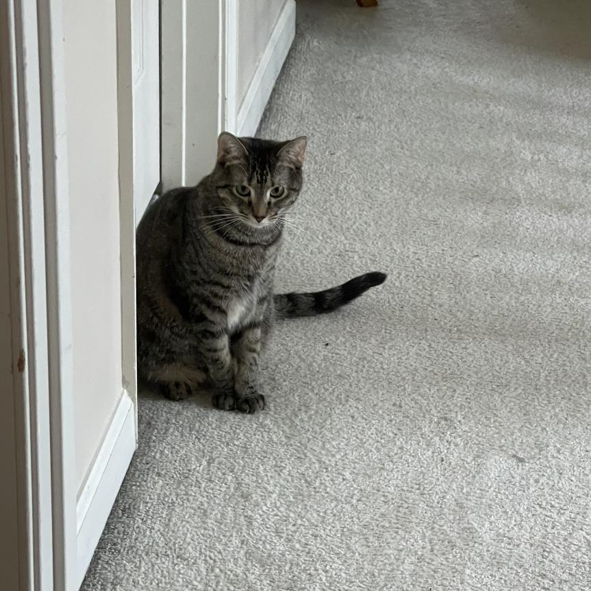 Chanel, Adoptable, Adult Female Domestic Short Hair.