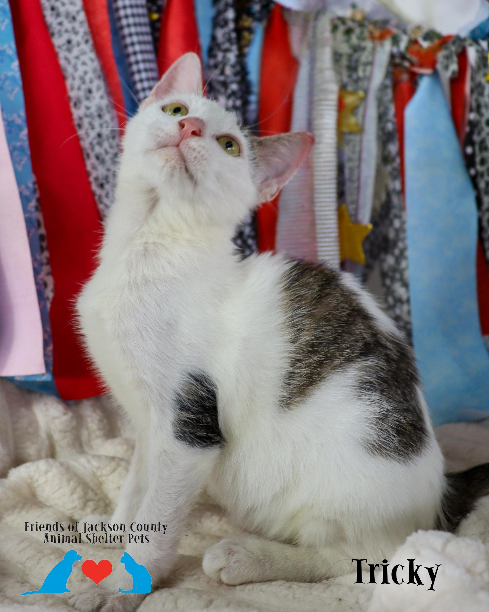 Enlarge Tricky, a Adoptable Domestic Short Hair in Ocean Springs, MS image 1/3