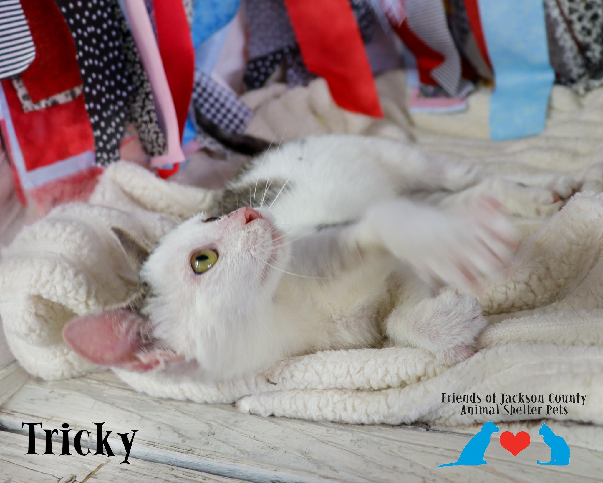 Enlarge Tricky, a Adoptable Domestic Short Hair in Ocean Springs, MS image 2/3