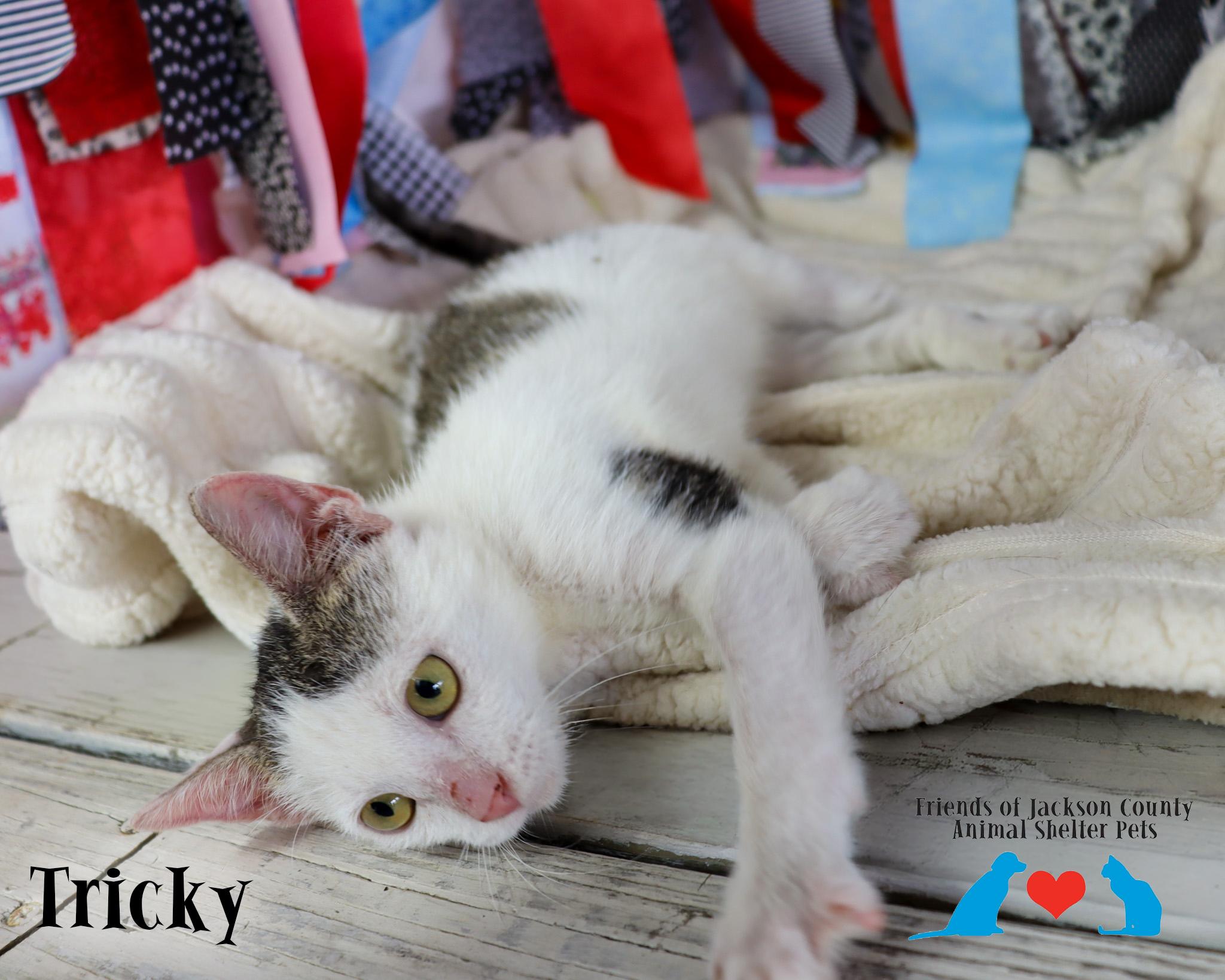 Enlarge Tricky, a Adoptable Domestic Short Hair in Ocean Springs, MS image 3/3