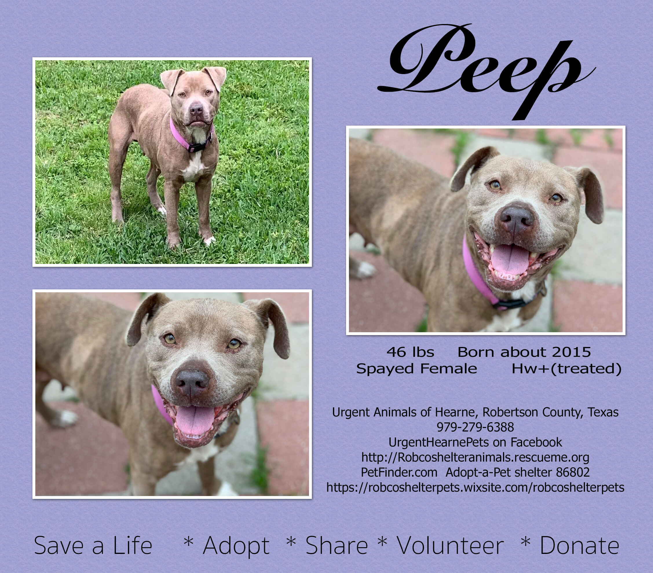 Enlarge Peep, a Adoptable mixed breed in Hearne, TX image 1/1