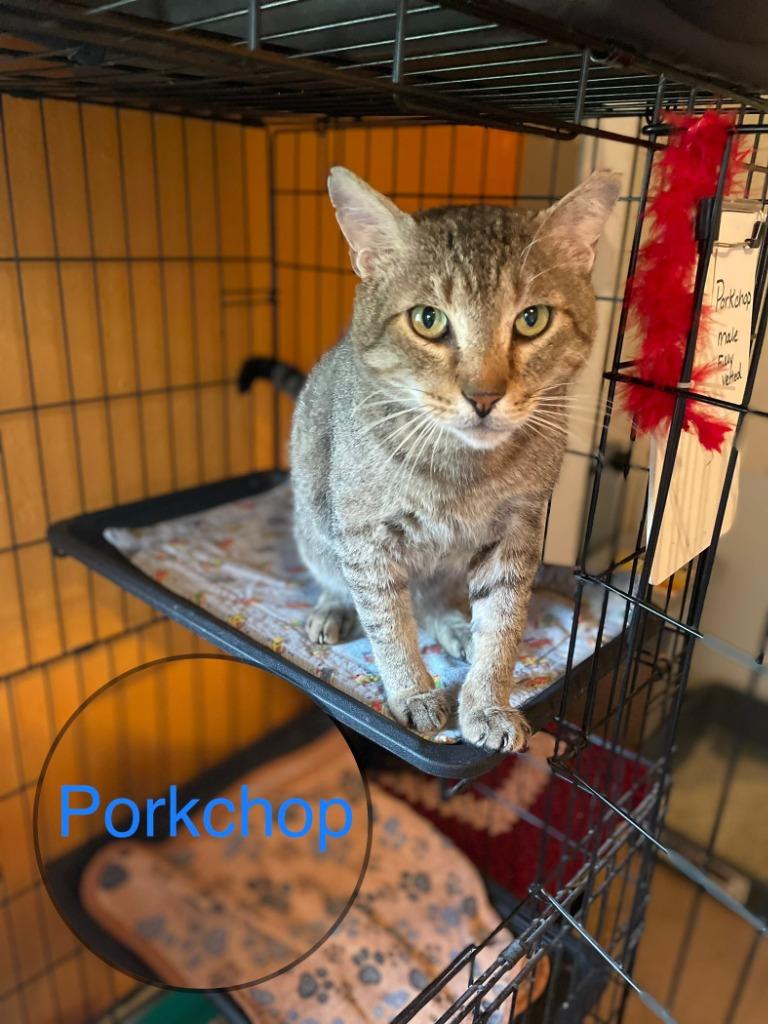 PORKCHOP, a Adoptable mixed breed in Marianna, FL image 1/2