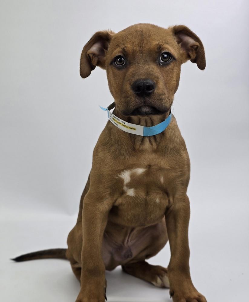 Enlarge Reef, a Adoptable mixed breed in Sedalia, CO image 2/2