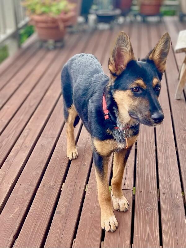 Dani, Adoptable, Adult Female German Shepherd Dog.