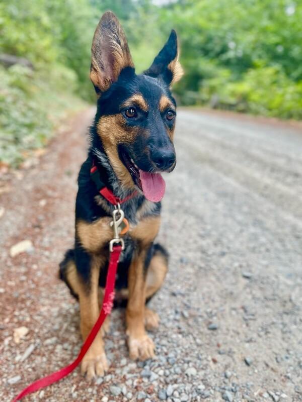 Enlarge Dani, a Adoptable mixed breed in Seattle, WA image 2/5