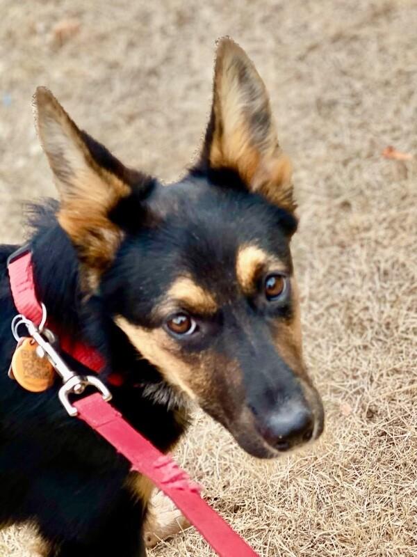 Enlarge Dani, a Adoptable mixed breed in Seattle, WA image 3/5
