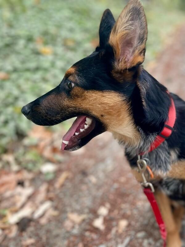 Enlarge Dani, a Adoptable mixed breed in Seattle, WA image 4/5