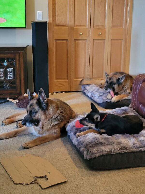 Dani, Adoptable, Young Female German Shepherd Dog.