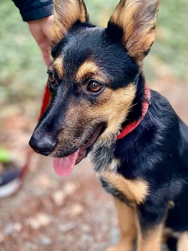 Enlarge Dani, a Adoptable mixed breed in Seattle, WA image 5/5