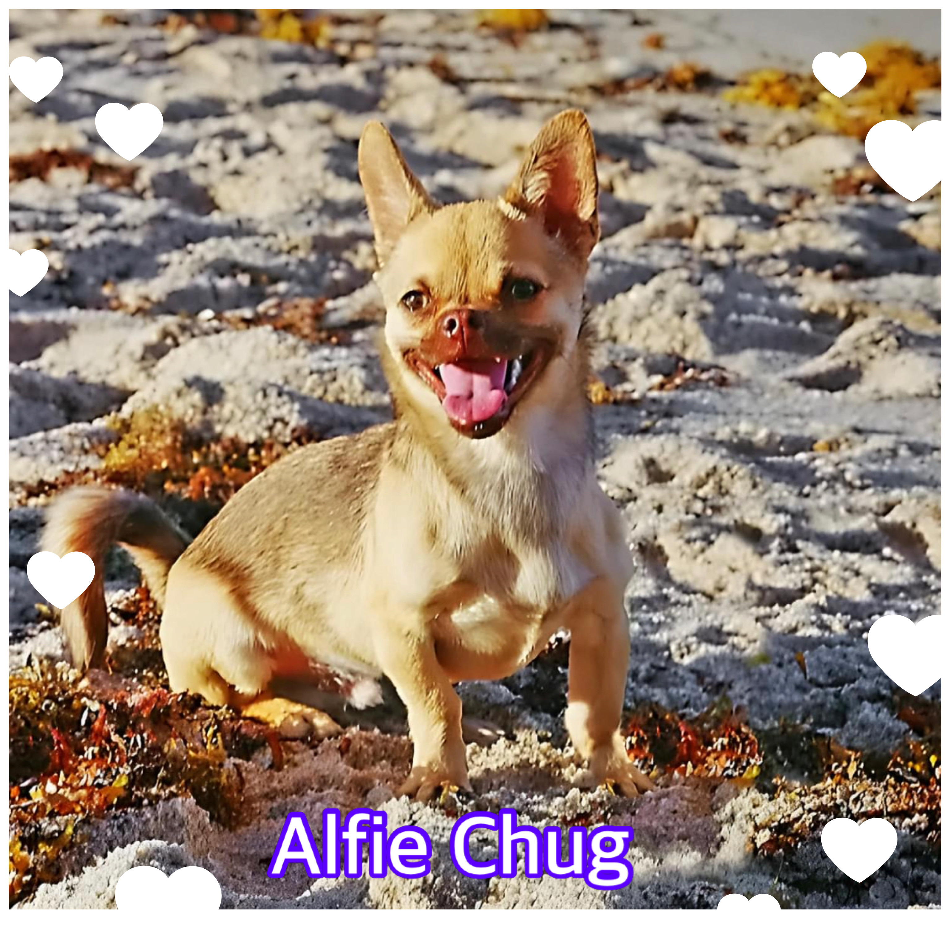 Alfie Chug, an adopted Pug & Chihuahua Mix in Hollywood, FL_image-1