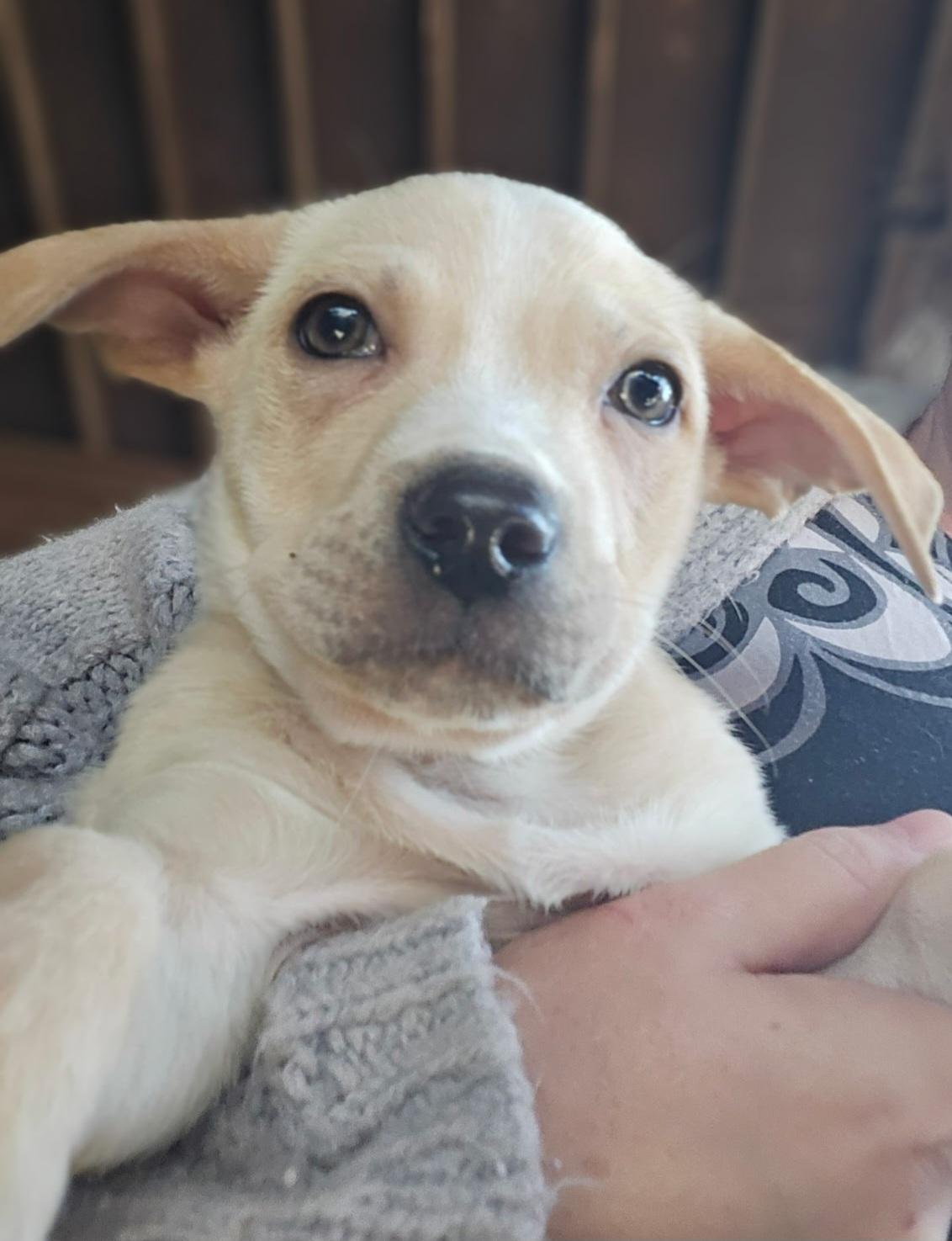 Celine Dion, ADOPTABLE, Young Female Bulldog.