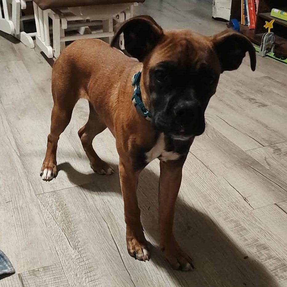 Enlarge Dot, an adopted Boxer in Canandaigua , NY image 3/3