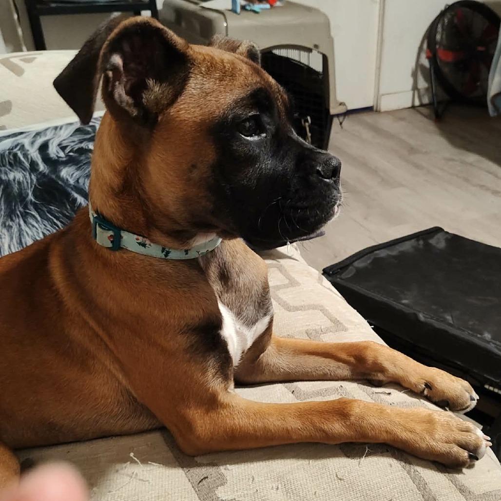 Dot, adopted, Puppy Female Boxer.