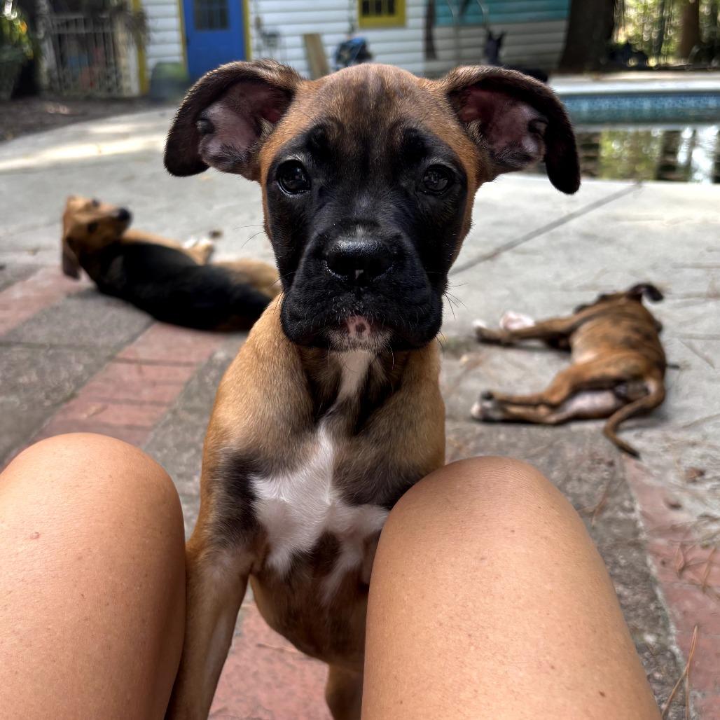 Enlarge Dot, an adopted Boxer in Canandaigua , NY image 2/3