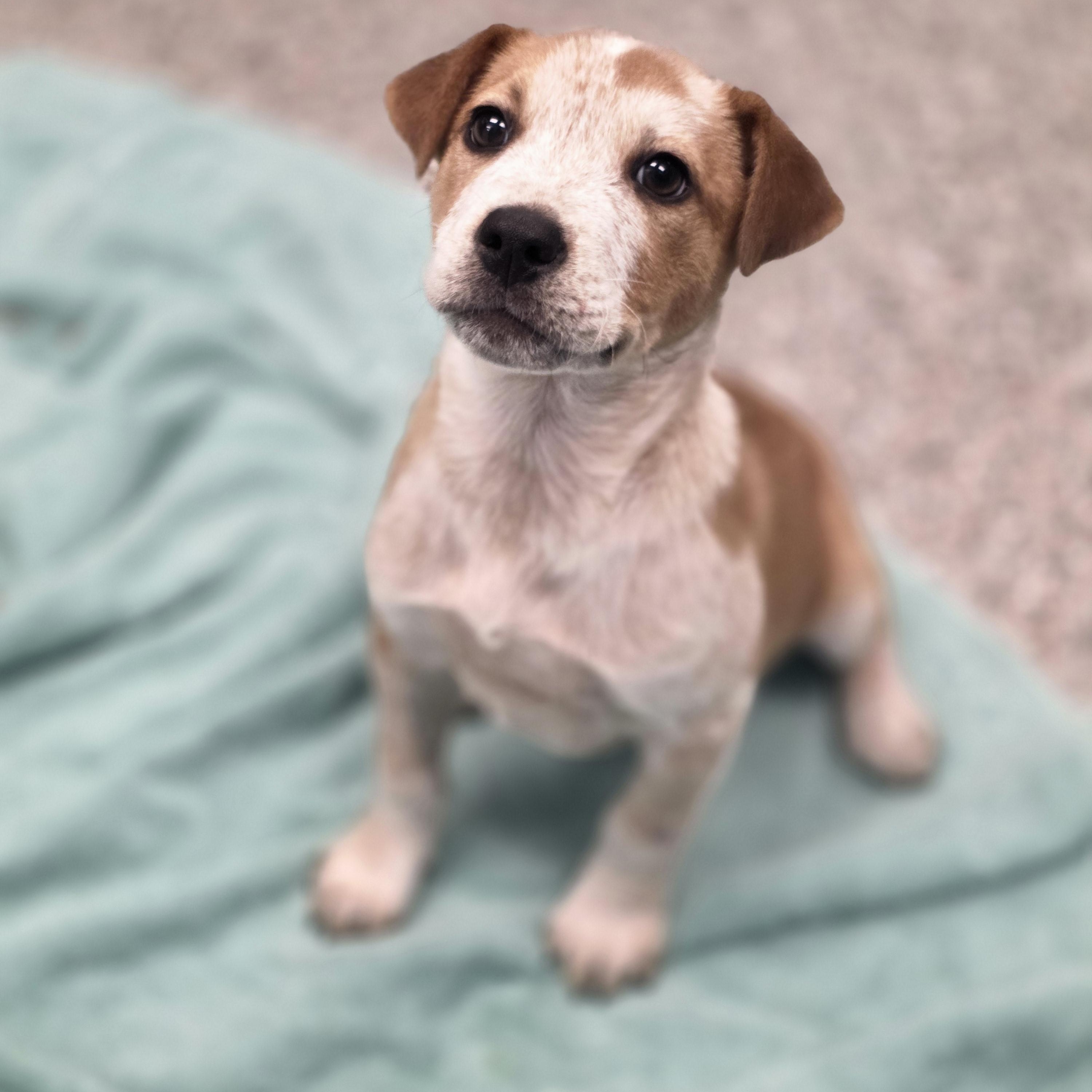 Ranger, ADOPTABLE, Puppy Male Australian Cattle Dog / Blue Heeler.