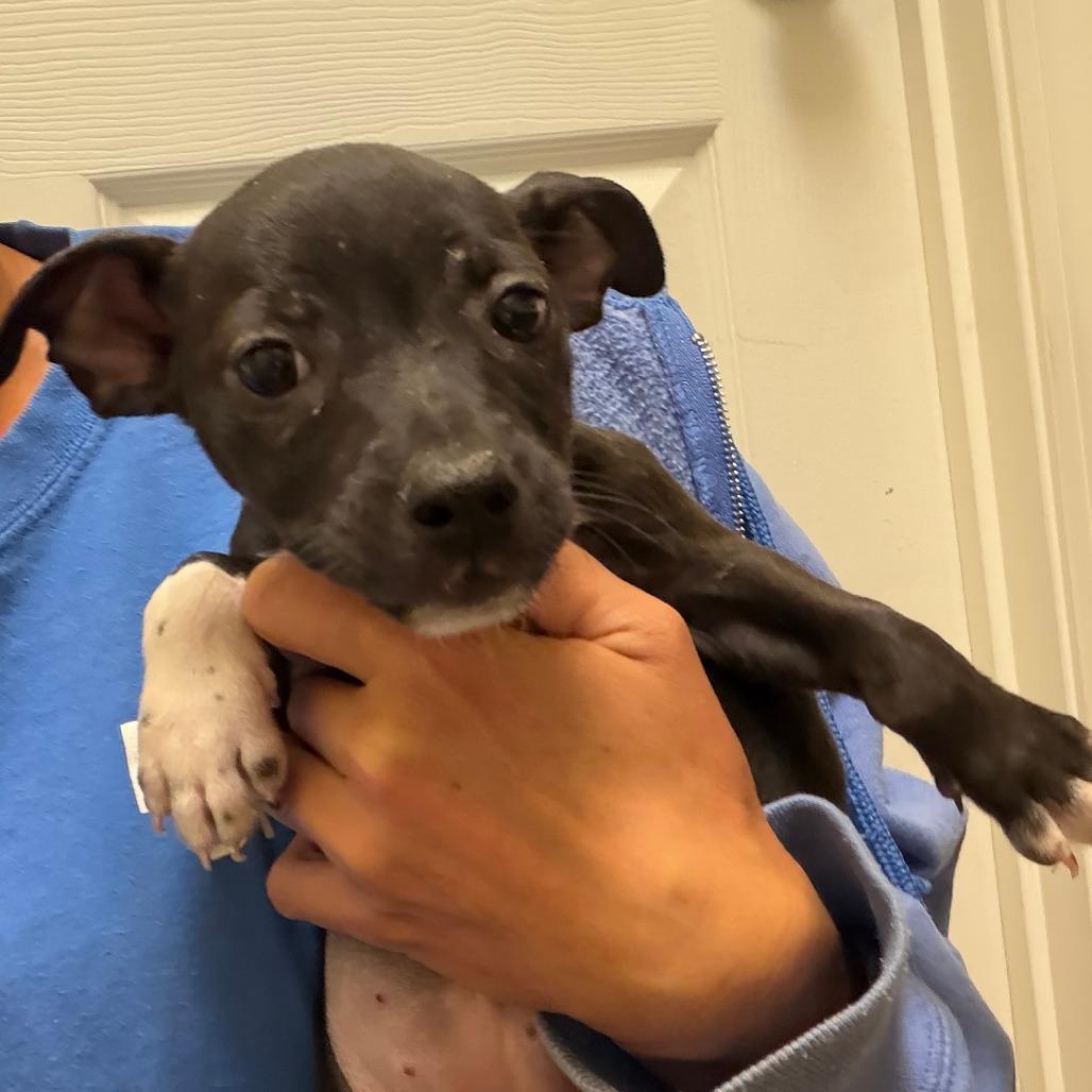 Fifi, Adoptable, Puppy Female Chihuahua & Mixed Breed.
