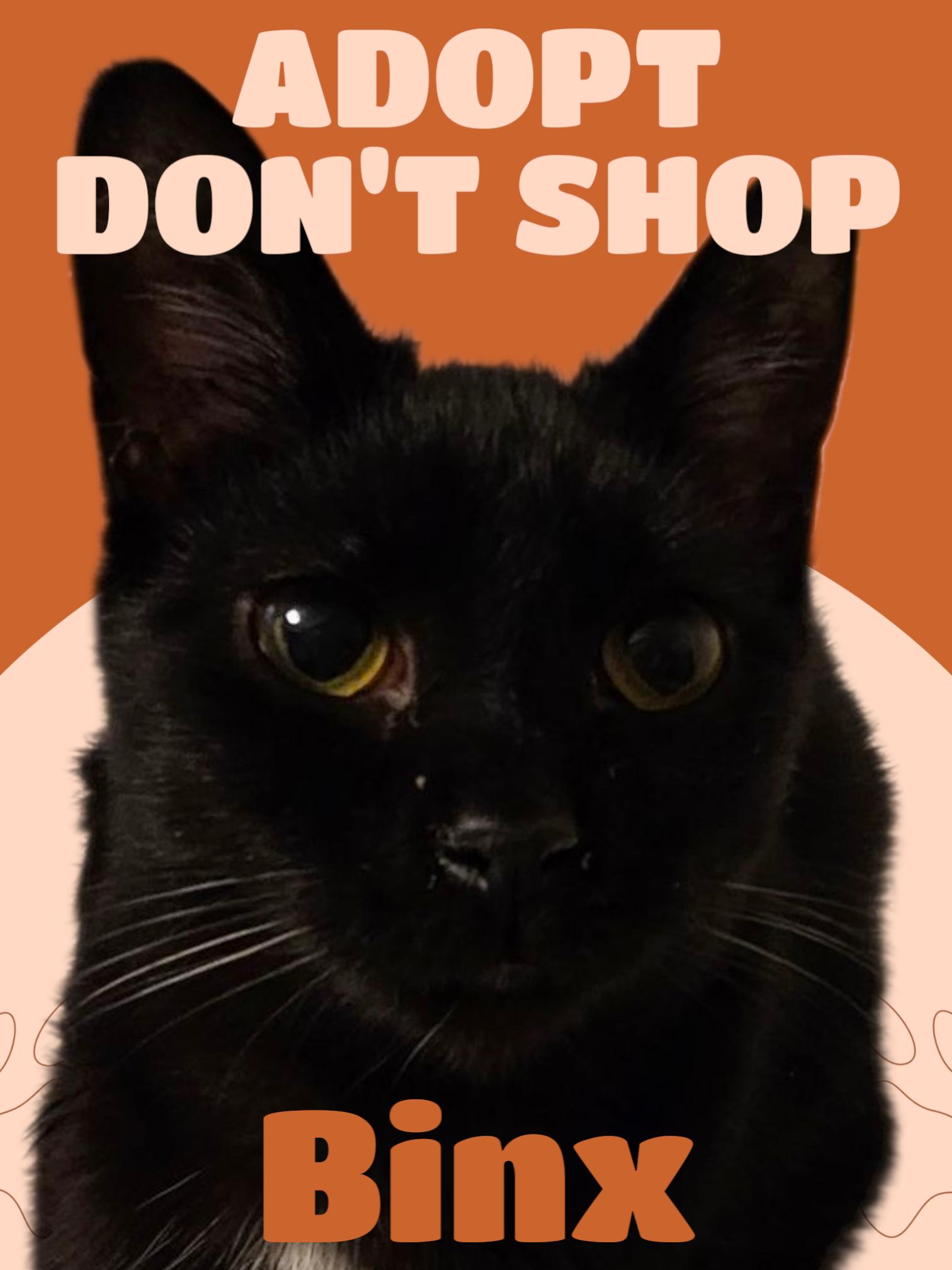 Binx, Adoptable, Young Male Bombay & Domestic Short Hair.