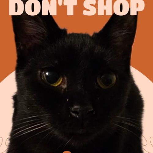 Enlarge Binx, a Adoptable mixed breed in Biloxi, MS image 1/1