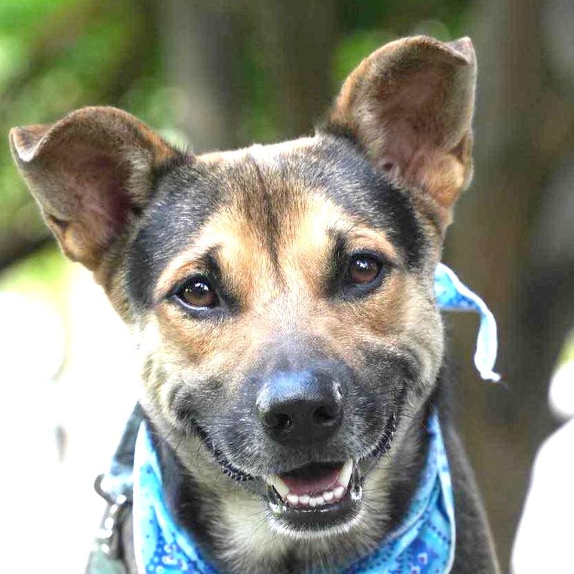 Enlarge Amos, a Adoptable mixed breed in Bellevue, WA image 6/6