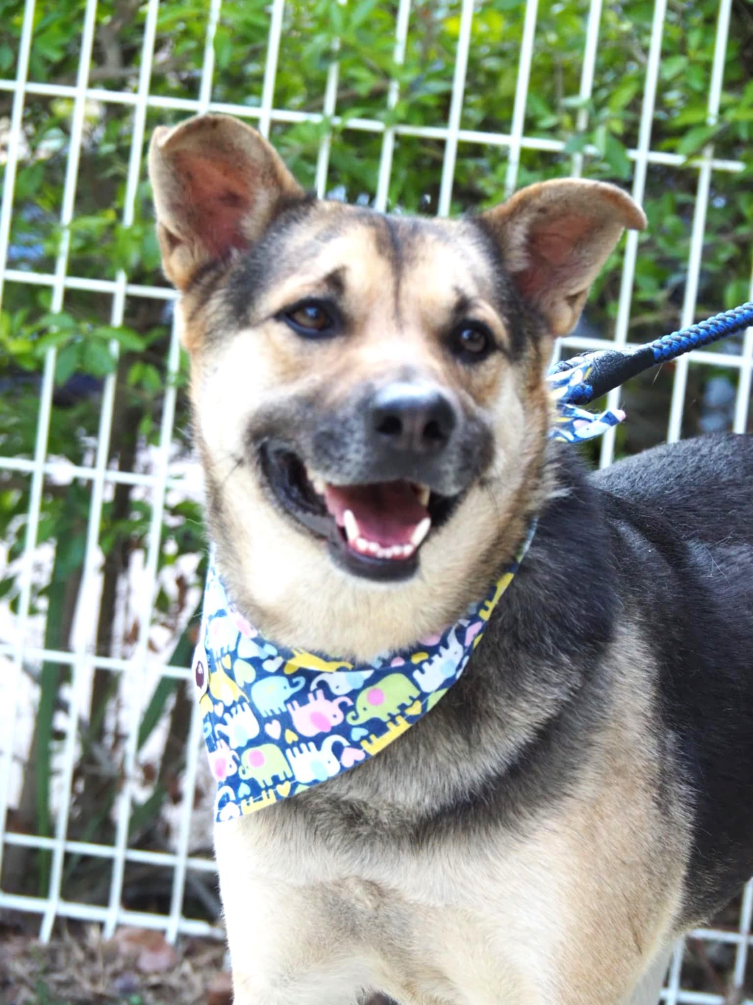 Enlarge Amos, a Adoptable mixed breed in Bellevue, WA image 2/6