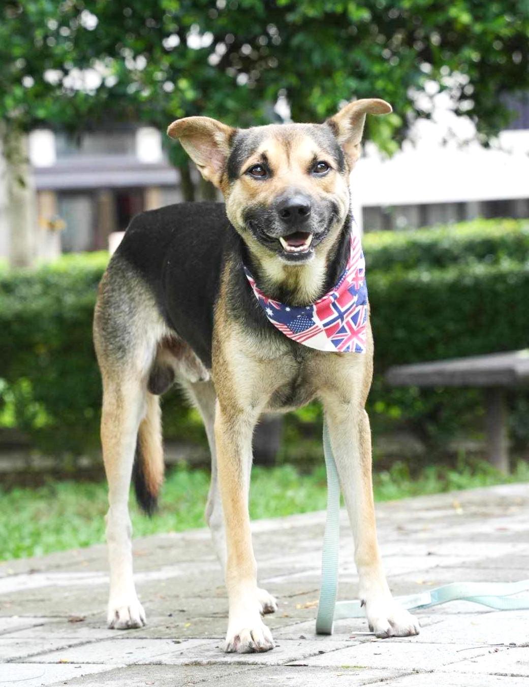 Enlarge Amos, a Adoptable mixed breed in Bellevue, WA image 4/6
