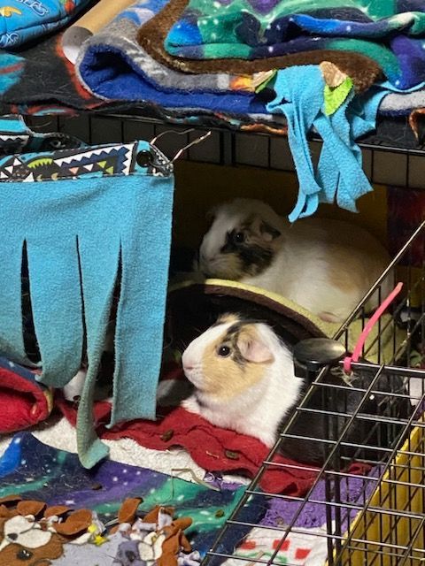 Bell and Pepper, a Adoptable mixed breed in Berlin, NJ image 1/3