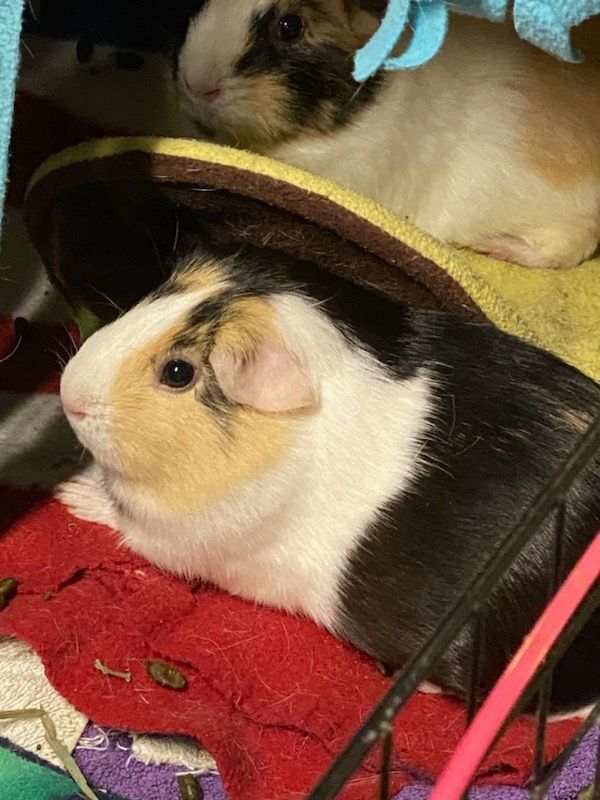 Bell and Pepper, a Adoptable mixed breed in Berlin, NJ image 3/3